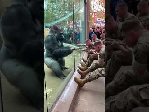 Gorilla Vs USA Soldiers Tug of War — You Won’t Believe the Power!