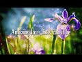 You Are My King (Amazing Love) - Candi Pearson - Lyric Video