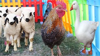 Animals Cute Ducks, Colorful Chicken Fences, Sound Sheep, Small Cows, Cats, Cute Goat Ducks