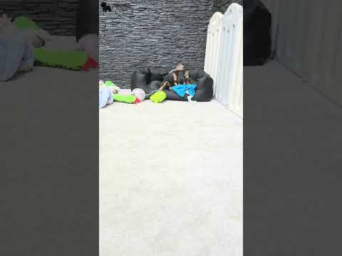 Video 1