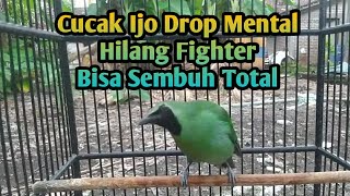 Download lagu Merawat cucak ijo drop mental langsung sembuh mp3