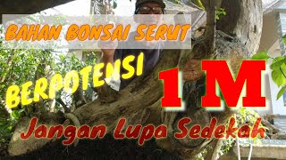Download lagu SUPER BIG SHARK BONSAI || BONSAI INGREDIENTS || HOPE FOR BONSAI CHAMPIONS mp3 Download lagu SUPER BIG SHARK BONSAI || BONSAI INGREDIENTS || HOPE FOR BONSAI CHAMPIONS mp3
