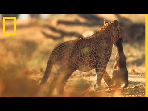 Ce léopard est un expert de la chasse
