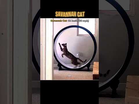 || Greyhound vs Savannah Cat – Speed Comparison! ⚡ Who Is Faster? #shorts