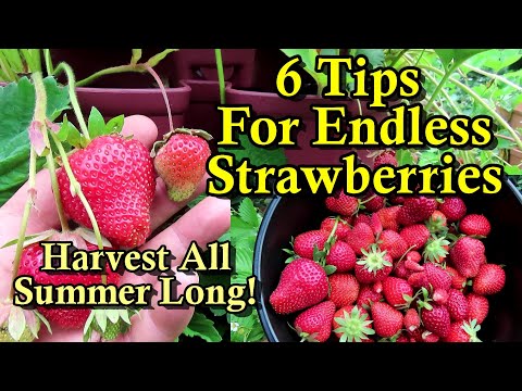 6 Tips for Massive Strawberry Harvests All Summer Long: First Production Care & Growing Strategies