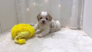 ハーフ犬の動画01