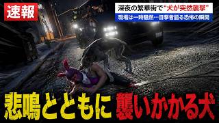 【VIVEX NEWS】野良犬に襲われる事件が全国で相次ぐ！？【NOVARIS TOWN】