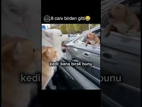 kafası kedi kadar😂