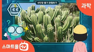[4학년ㅣ과학] 선인장의 특징 알아보기ㅣ 4학년 2학기 1. 식물의 생활 (3)