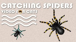 CAT GAMES - Catching Spiders! Entertainment Video for Cats and Dogs to Watch.