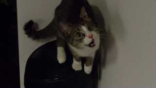 Pirat - Ach Te Muchi