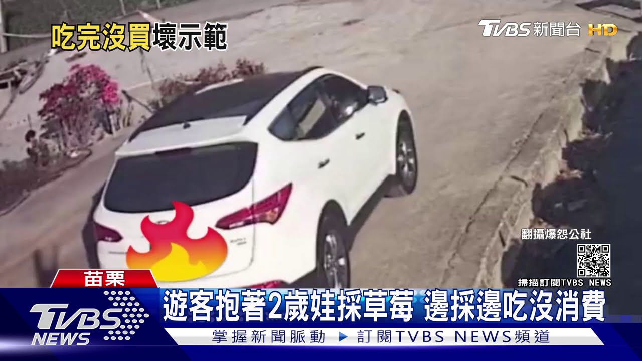 遊客抱著2歲娃採草莓 邊採邊吃沒消費