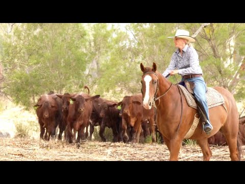 download lagu mp3 mp4 Australian Organic Meats, download lagu Australian Organic Meats gratis, unduh video klip Australian Organic Meats