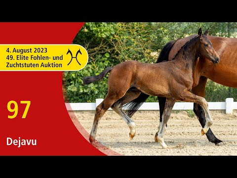 49th Verden Elite Foal -OnLive-Auction- Aug. 4th, No. 97 Dejavu by Dream Royal - Fahrenheit