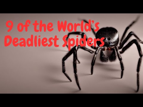 9 of the World’s Deadliest Spiders