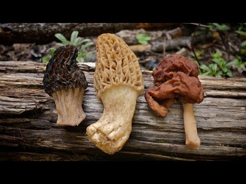 Morel Mushrooms 101: How to Safely Identify and Harvest Morels Video