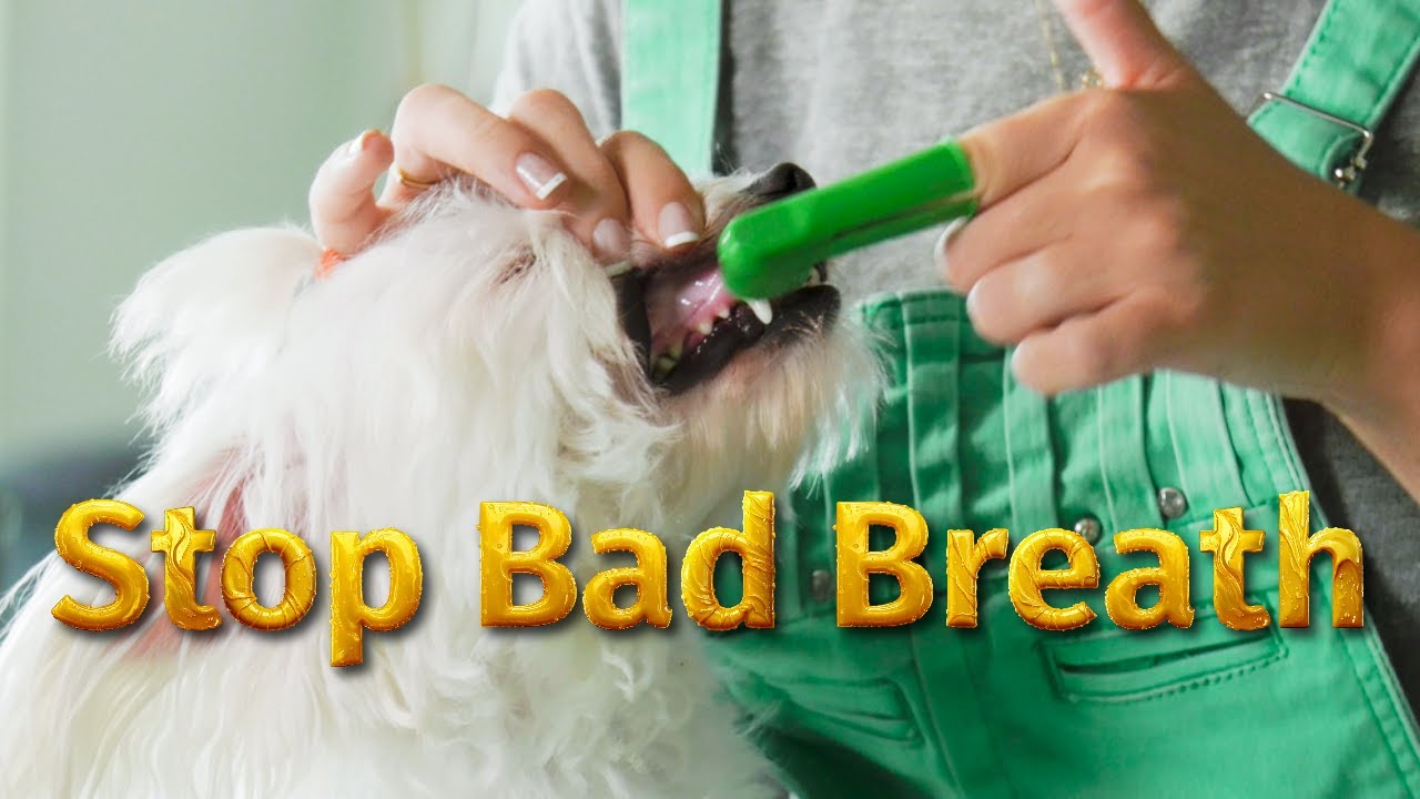 Pet Dental Care: A Comprehensive Guide to Canine and Feline Oral Health