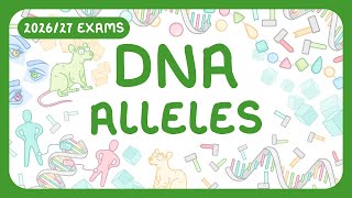 GCSE Biology - DNA Part 2 | Alleles | Phenotype vs Genotype (2026/27 exams)