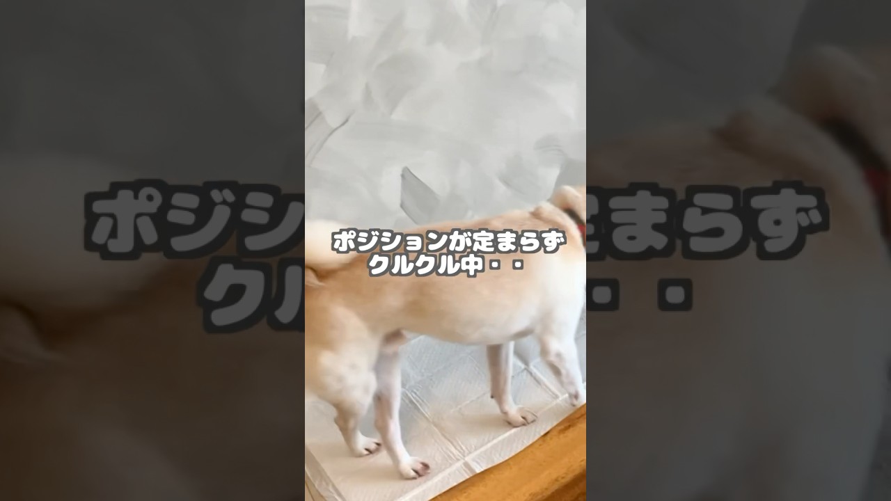 足場が決まらずトイレが出来ない柴犬を助けた可愛い声がこちら！