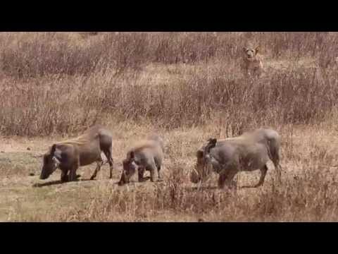 Lioness Hunting Warthog - A Real Life Nala Trying to Kill Pumba For Lunch