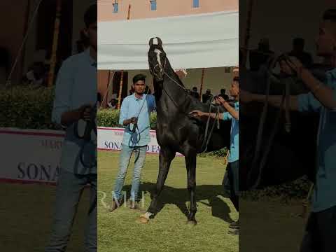 , title : 'marwari horse'
