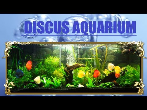 Discus Aquarium Fish Tank 1080p HD