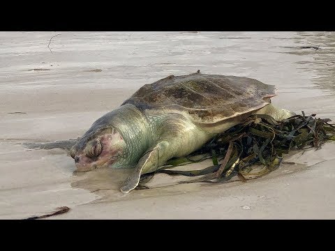 Video of Kemp's Ridley Sea Turtle Killed by Red Tide in North Naples, FL 07.24.18