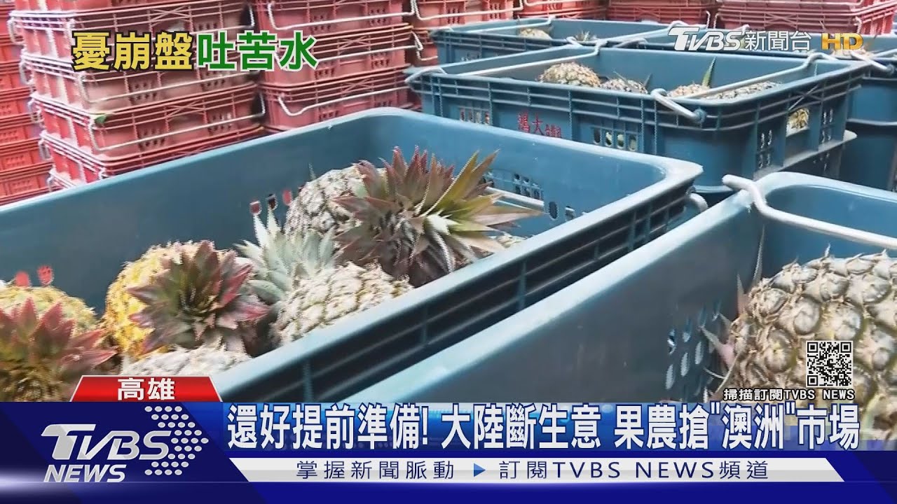 鳳梨禁銷陸!果農憂生計 台商:來不及因應