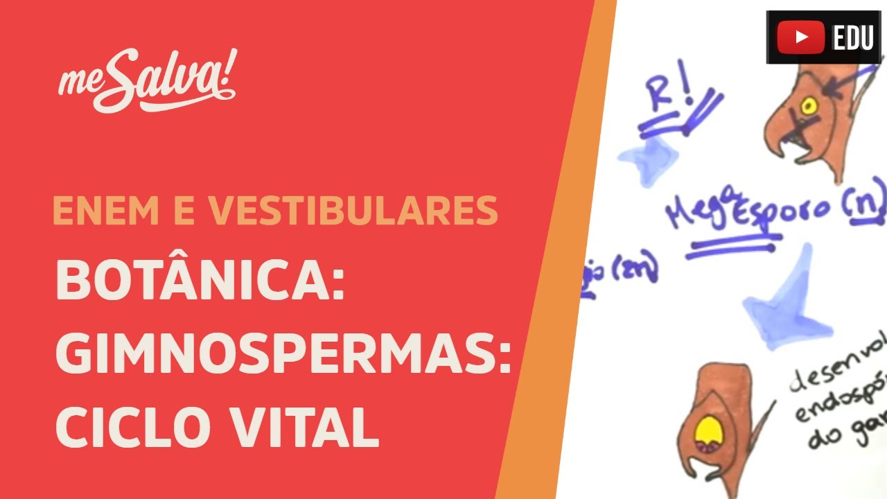 Me Salva! BOT08 - Botânica - Gimnospermas: Ciclo Vital