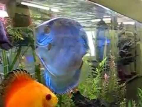 most beautiful discus in planted aquarium