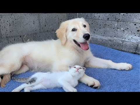 Nobody Thought the Terrified Rescue Kitten Would Become This Close to My Golden Retriever