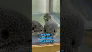 Download lagu WOW! Banyak banget channa barcanya! Sekalian yuk kita bedain mana yang male dan female! #channa mp3 Download lagu WOW! Banyak banget channa barcanya! Sekalian yuk kita bedain mana yang male dan female! #channa mp3