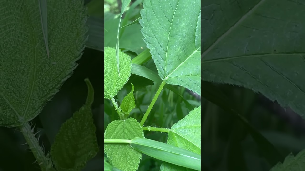STINGING NETTLES    AKA Itch Weed.  Beware! Its horrible. NOT POISON SUMAC as VID says