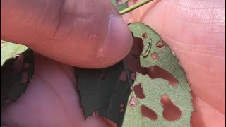 Paul Pugliese: Keeping Sawflies from Destroying Your Roses