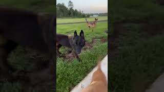 Video preview image #1 Mutt Puppy For Sale in Stevens Point, WI, USA