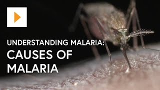 Understanding Malaria: Causes Of Malaria