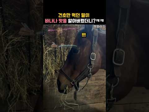건초만 먹던 말이 바나나 맛을 알아버렸더니?ㅋㅋ #동물 #말