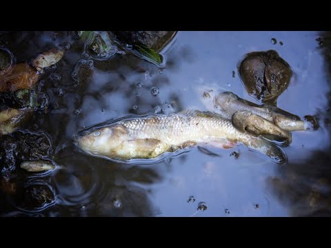 Odra vs Czajka | Republika Młodych, odc. 51, cz. 2/2