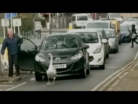 Stubborn Swan Causes Massive Traffic Jam for Morning Commuters
