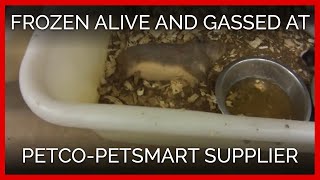 Animals Frozen Alive, Crudely Gassed at Petco, PetSmart Supplier Mill