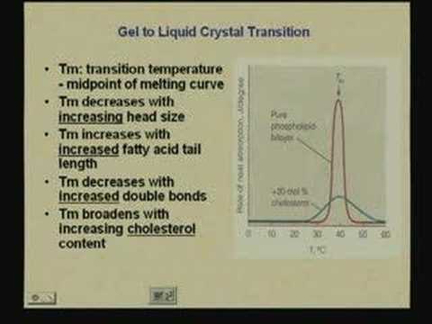 Lipids and Membranes II
