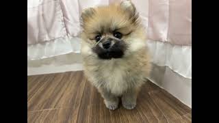 ポメラニアンの動画01