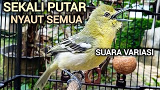 Download lagu SEKALI PUTAR NYAUT SEMUA! SIRTU GACOR MENANTANG EMOSI LAWAN DENGAN SUARA SIRTU VARIASI SIRTU JANTAN mp3