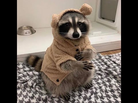 Solo Master Acquisition | Arc Hunter