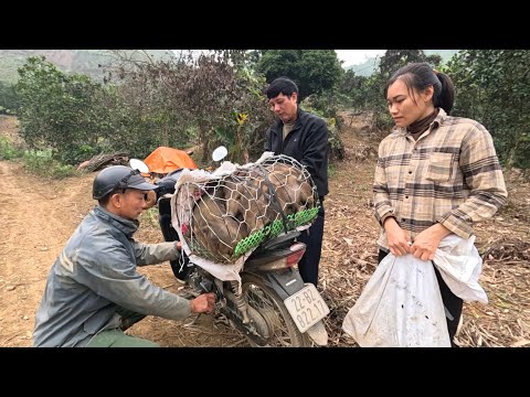 The first litter of piglets has been sold. The secret of the land. Ly Vy Ca 