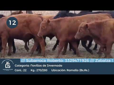 Lote Novillitos - Ramallo Bs As