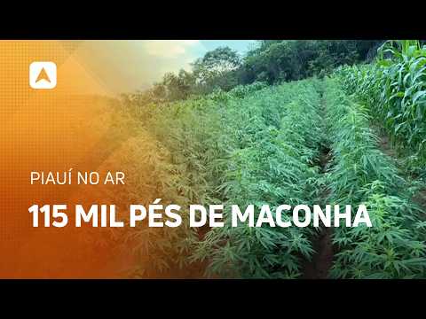 Operação encontra 115 mil pés de maconha em Vera Mendes