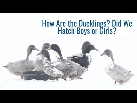 , title : 'How are the Ducklings? Did We Hatch Boys or Girls? What's Happening with Our Flock of Swedish Ducks?'