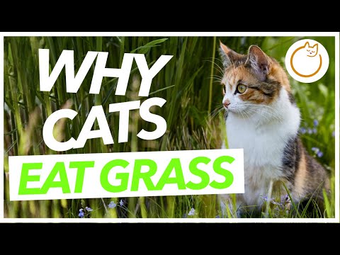 Why Does my Cat Eat Grass - Can It make Them SICK?!