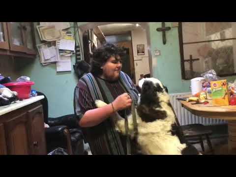 When You Walk Your Dog Nowadays